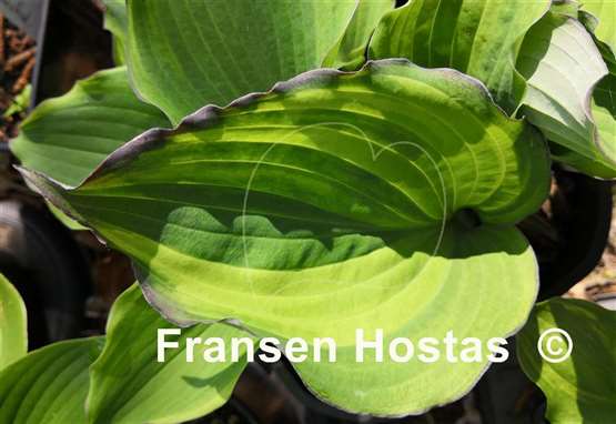 Hosta Aquamarine Dream